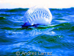 SAILING by Andres Larraz 